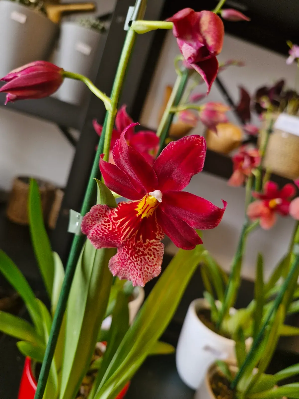 Moment Fleuri — fleuriste à Braine-le-Comte, photo 2